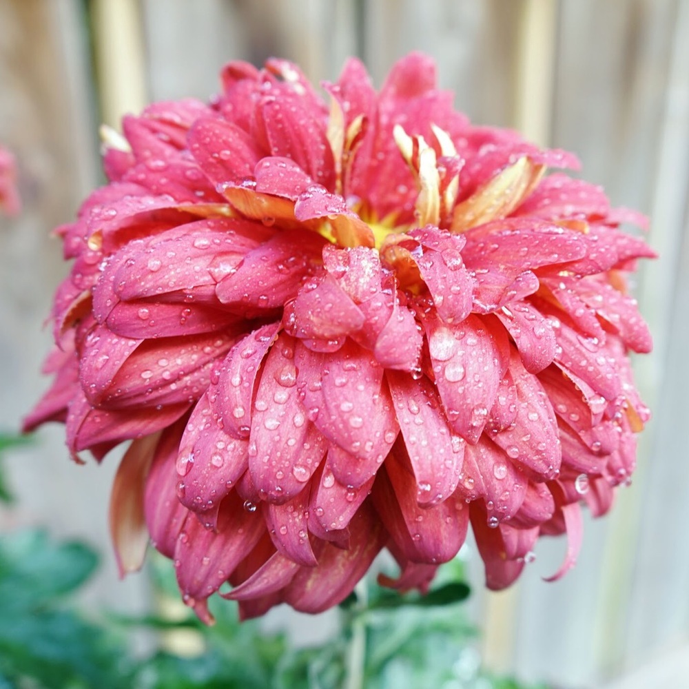 Meet your Posher, Lindsey